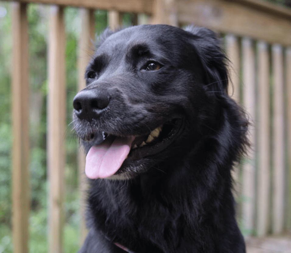 Bella, a black border collie/Labradoodle mix available for adoption at The Good Dog Rescue in Westiminster, CO